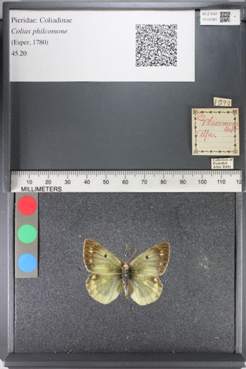 Media type: image;   Entomology 125361